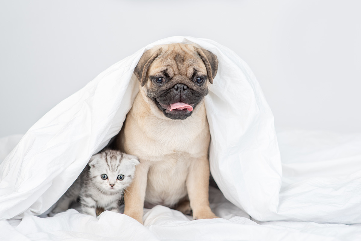 Агрессивный представитель породы — это нонсенс. Источник: Shutterstock📷
