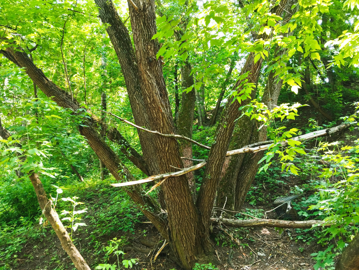 Парк Отрада.