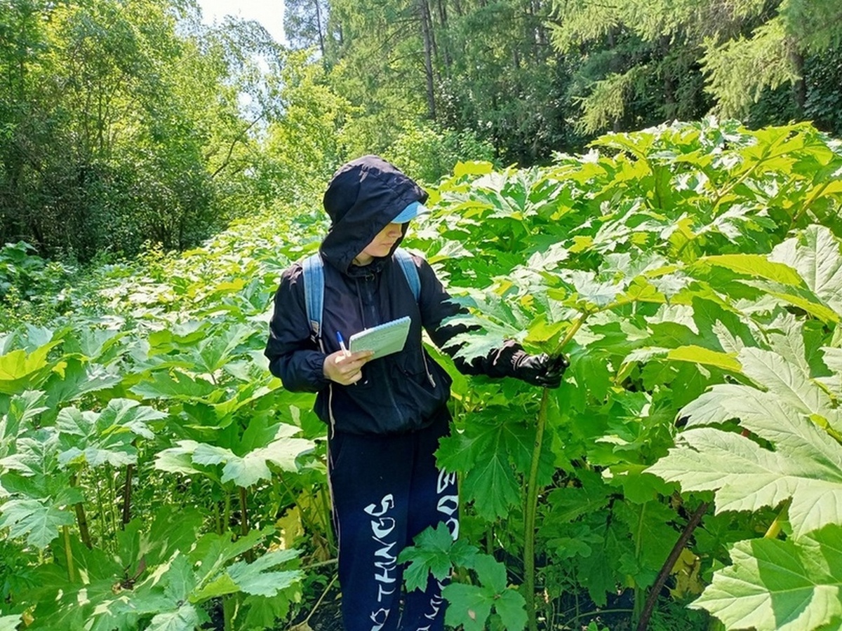    Знаменской роще в Курске угрожает борщевик