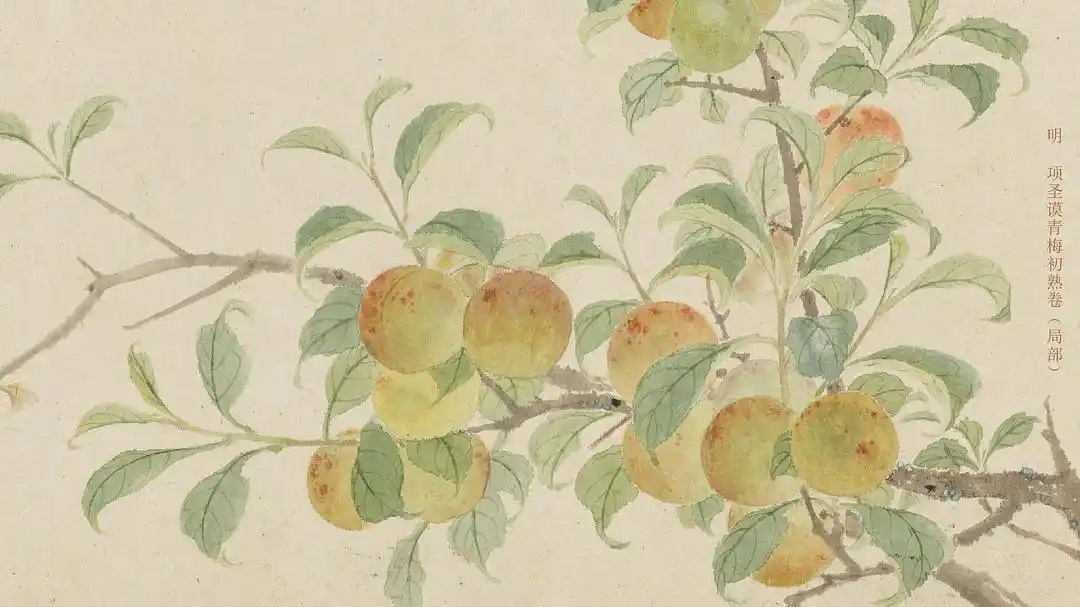 Сян Шэнмо (项圣谟) (Династия Мин) «Свиток созревания зеленой сливы» (《青梅初熟卷》) из коллекции Дворцового музея. Источник изображения: baidu.com