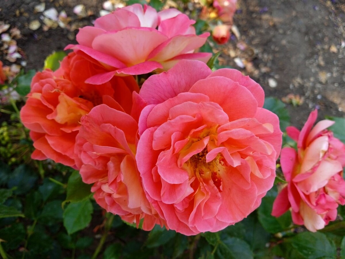 Собственное фото автора. Розочка моя одна из любимых