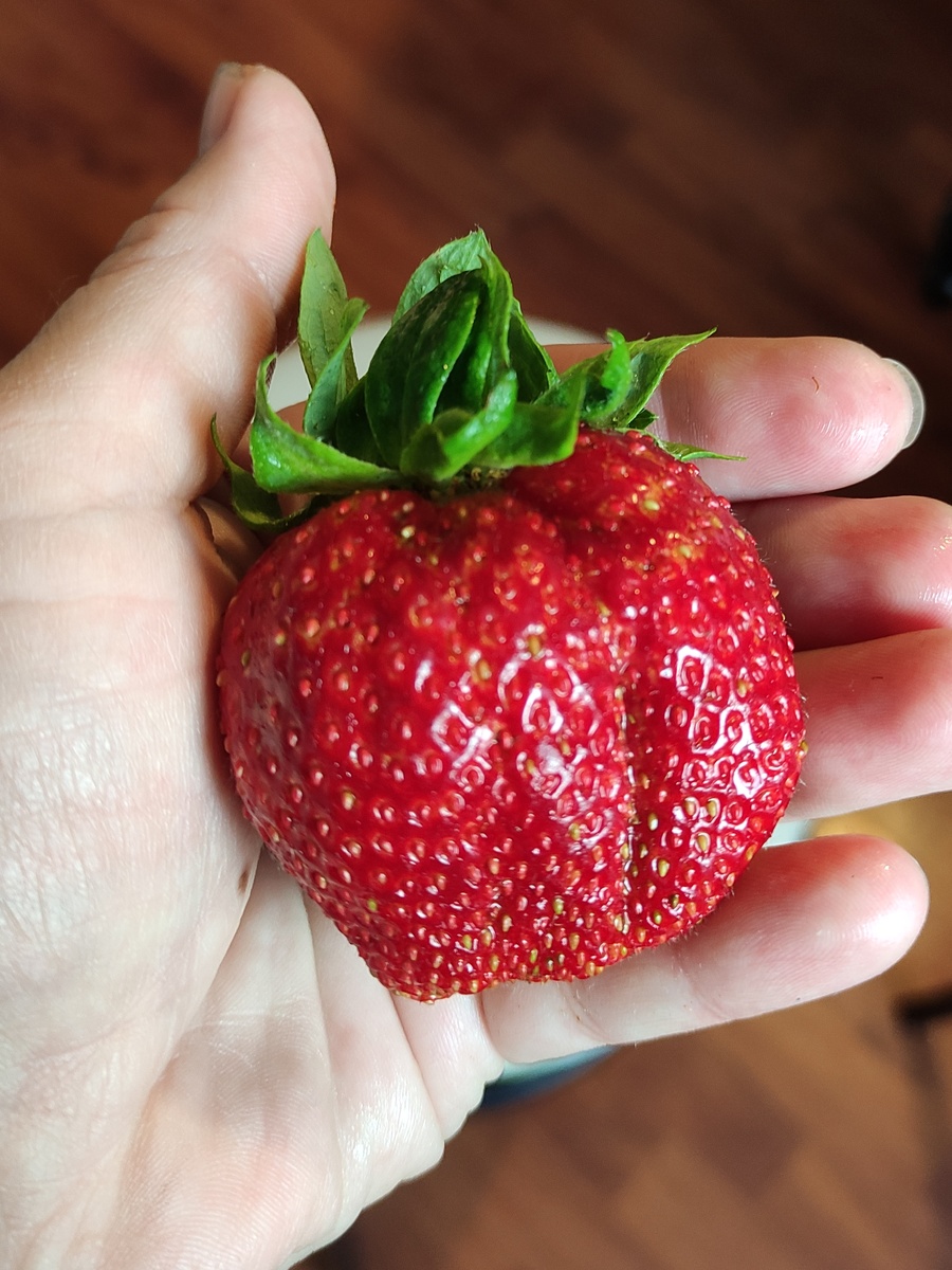 Клубника- гигант
