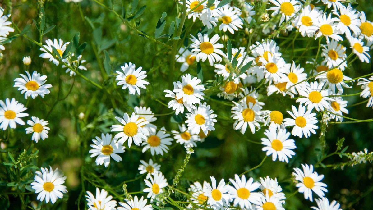    Ромашка – символ праздника 8 июля. Фото: Svetlana Vozmilova / www.globallookpress.com