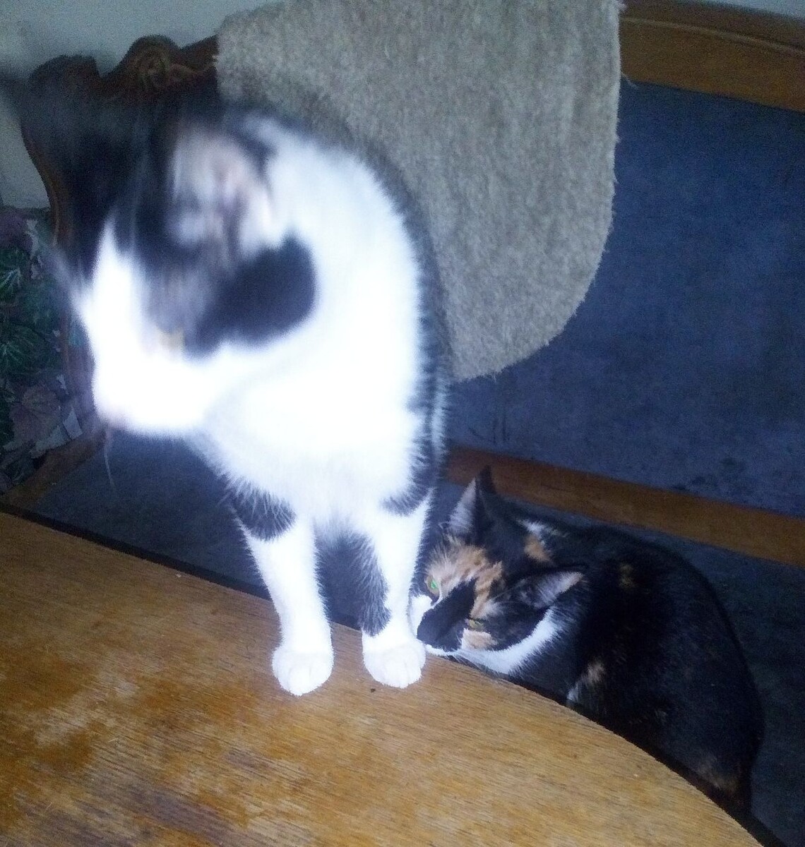 Именинница, отец ейный, а так же картина, где именинница откусывает конечности своему отцу😼😁.