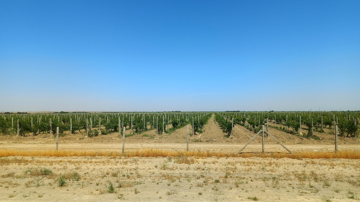 Я ожидала увидеть хлопковые поля, но никак не виноградники. 