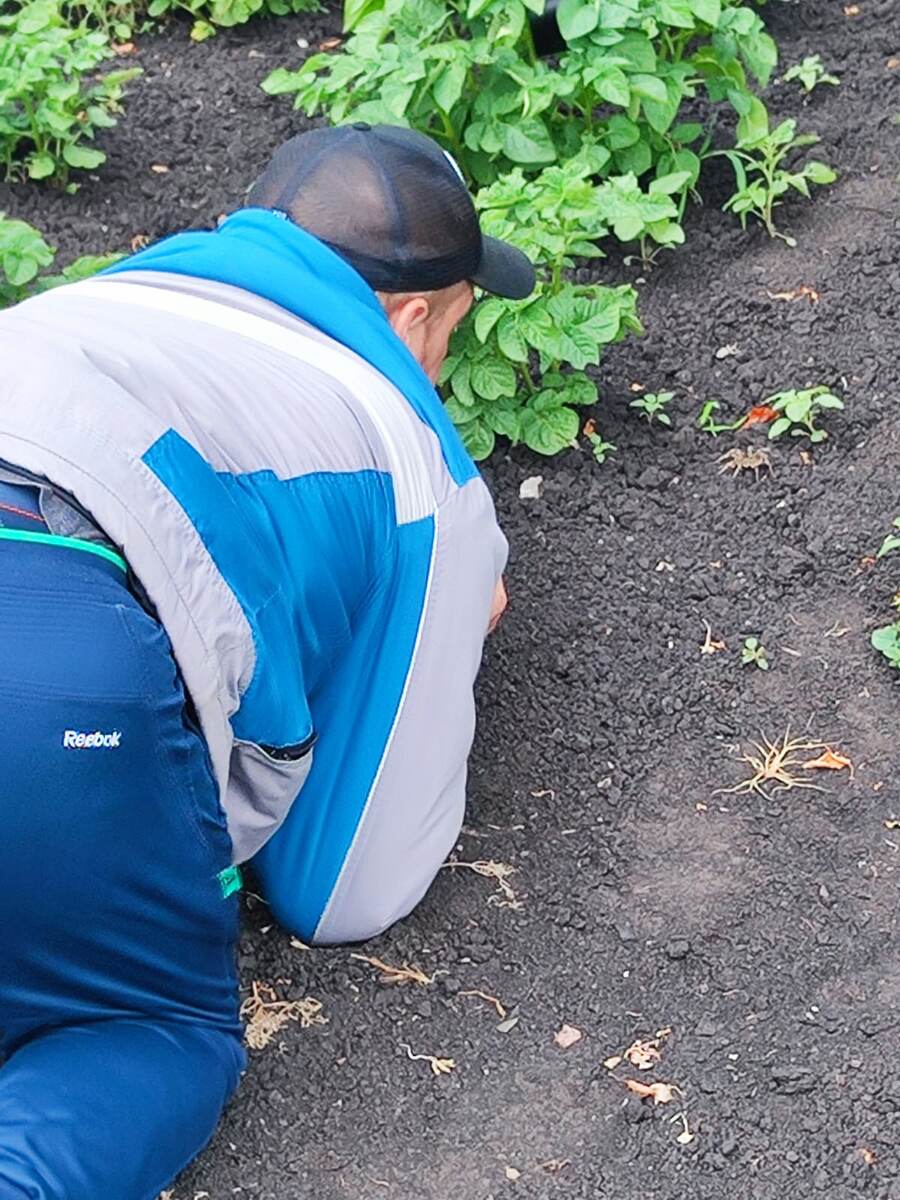 Это я веду монолог с тарантулом, которого случайно обнаружил в огороде.