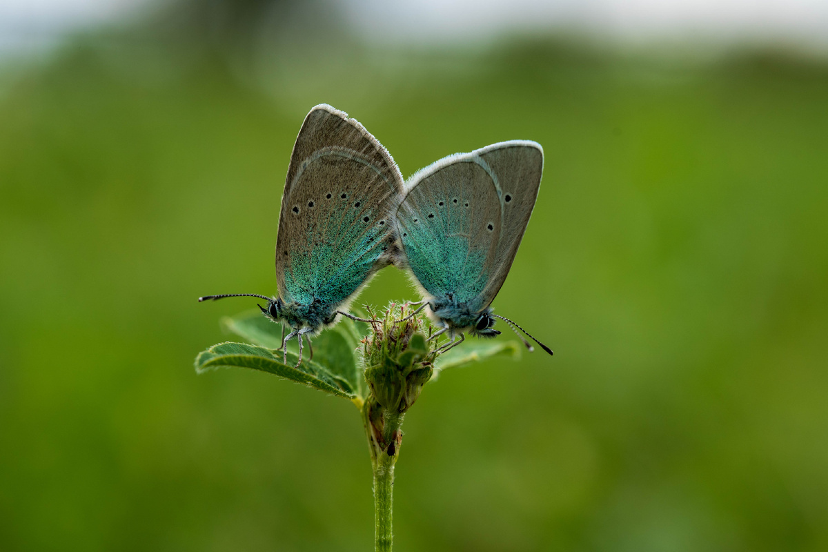 Бабочки в начале статьи дают +200 к дочитыванию (но это не точно)