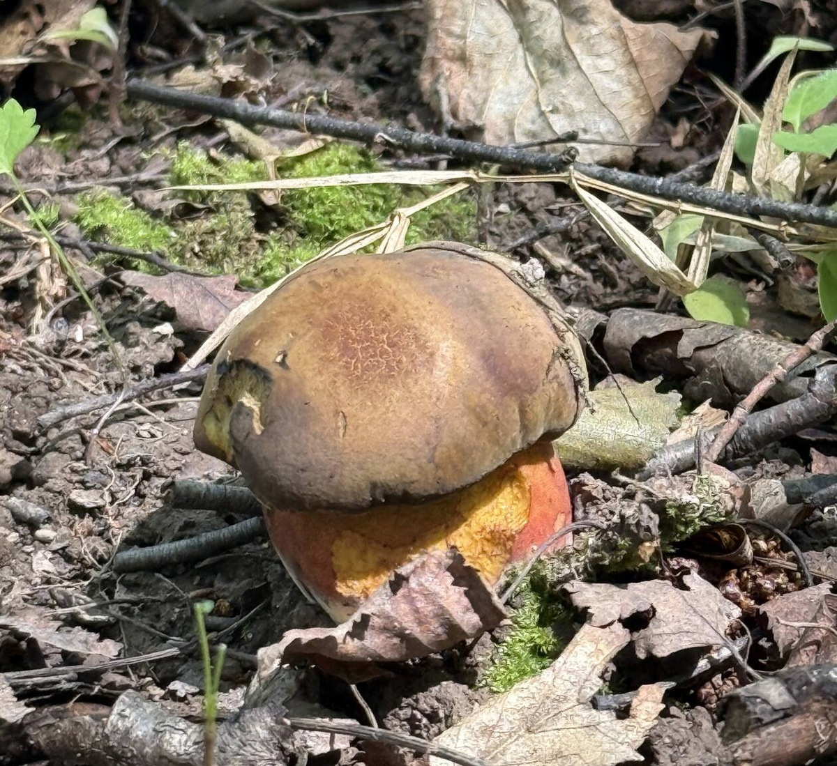 Скромный тульский "глухарик" (автор фото Hitraya)