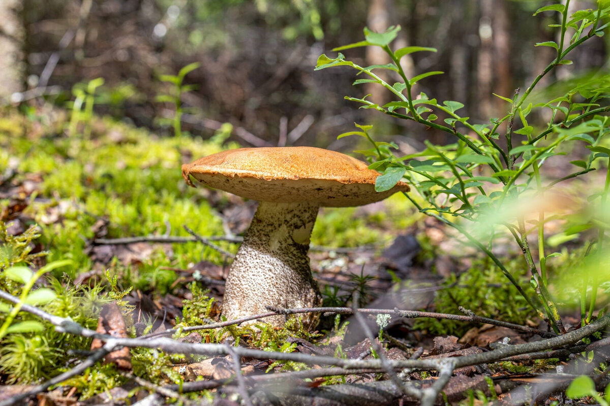 Да. К нам пришли подосиновики! (автор фото Kirill_48)