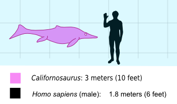 Калифорнозавр по сравнению с человеком.