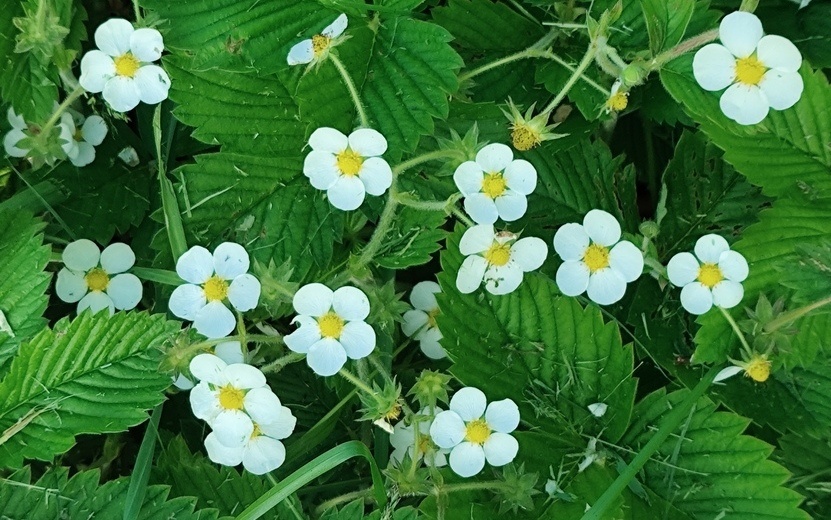    Погода в Ижевске на день: 17 июня ждем тепло +21°С и туман