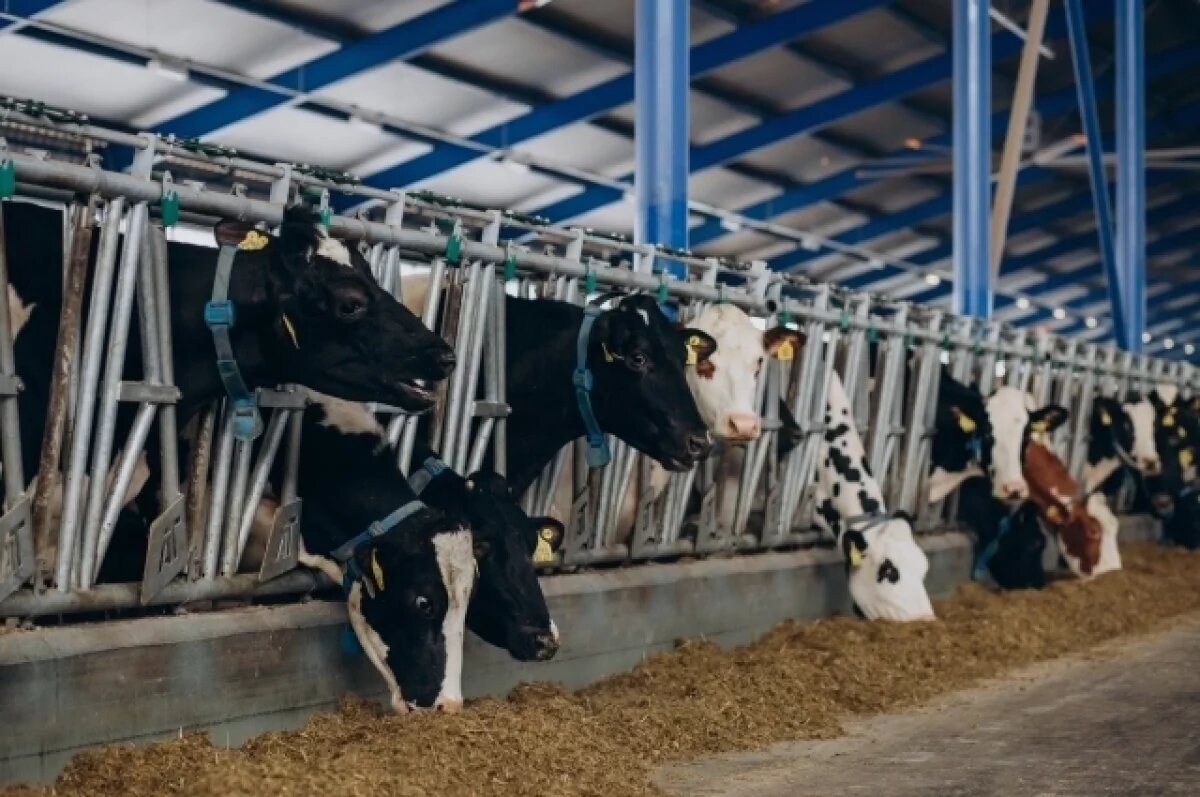    В Пермском крае коров на ферме кормит робот «Юлька»