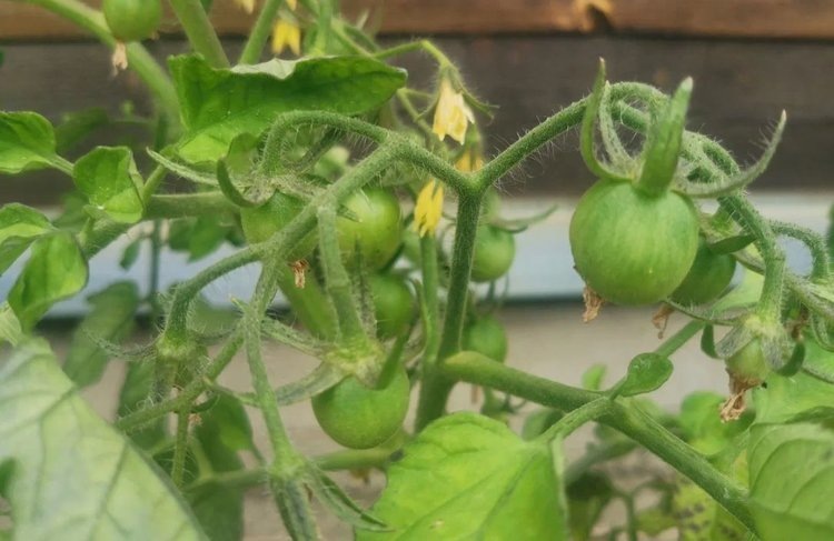    Чем удобрять цветущие помидоры и нужен ли для этого хомяк