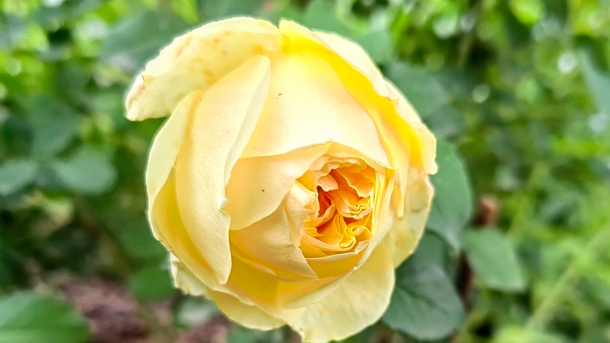 Пилигрим. Фото автора