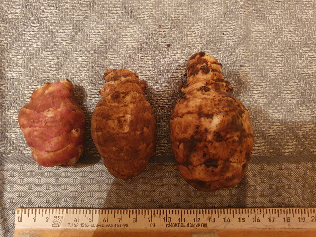 Сорта по очереди: сиреники, омский белый, округлый крупный. 