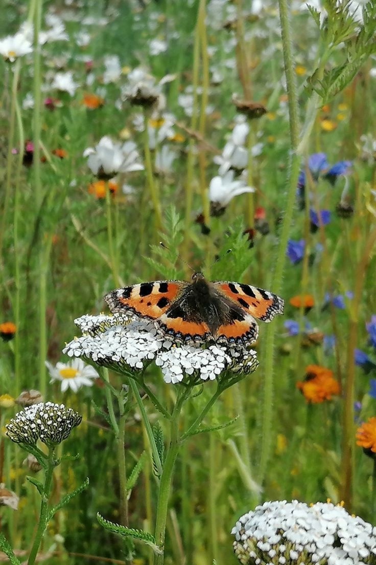 фото из открытых источников интернет