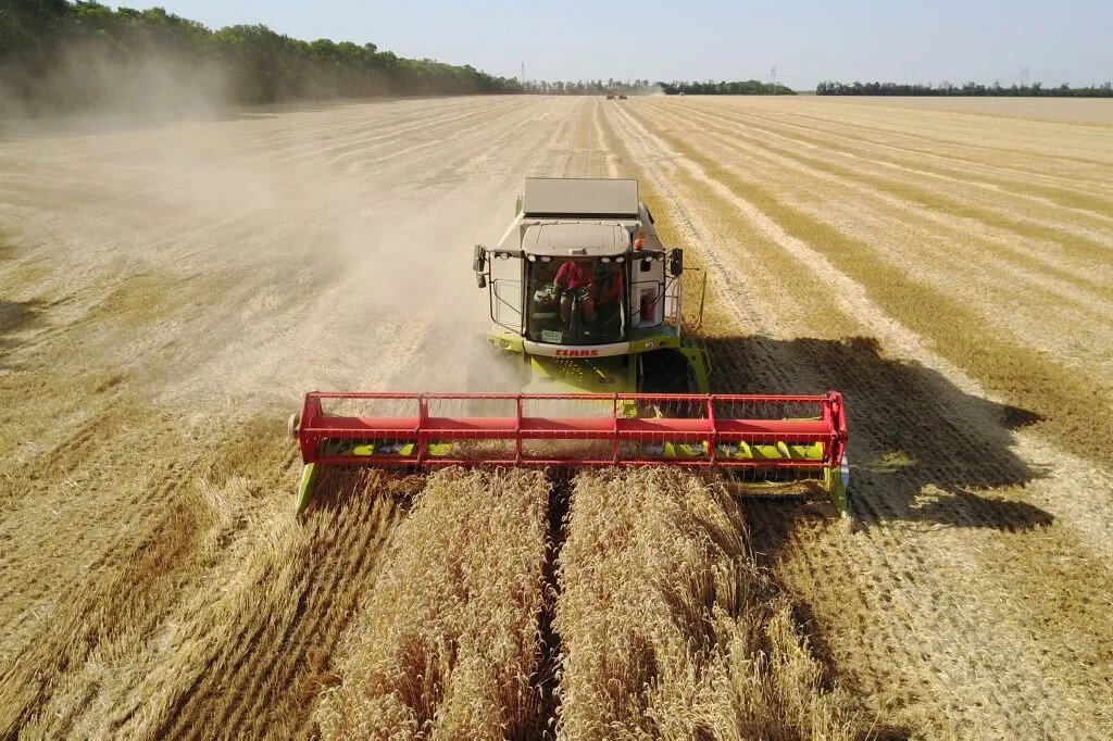 Общая площадь семенных участков сельскохозяйственных культур на Кубани в 2024 году составила 333,8 тысячи гектаров. // Фото: пресс-служба администрации Краснодарского края