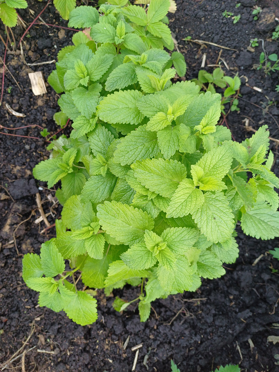 Аромат невероятный