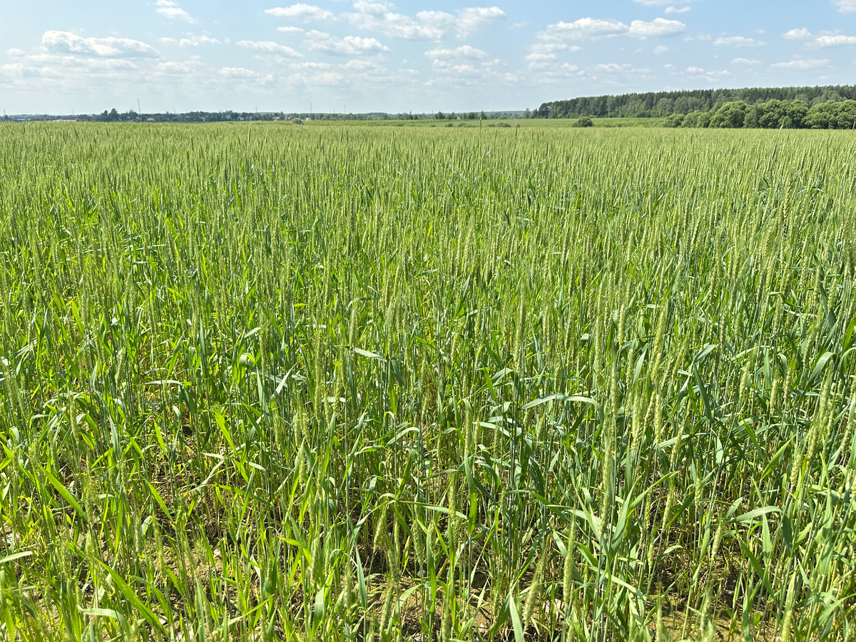 Вот сами посмотрите: колосится поле, сегодня сфотографировал.