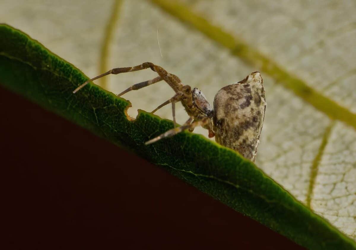    Естественный отбор способствовал полной потере ядовитых желез у пауков Uloboridae / © Robert Whyte