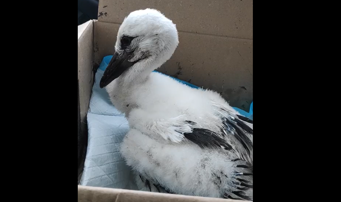 Скриншот видео Гдовского центра помощи птицам «Дом белого аиста»