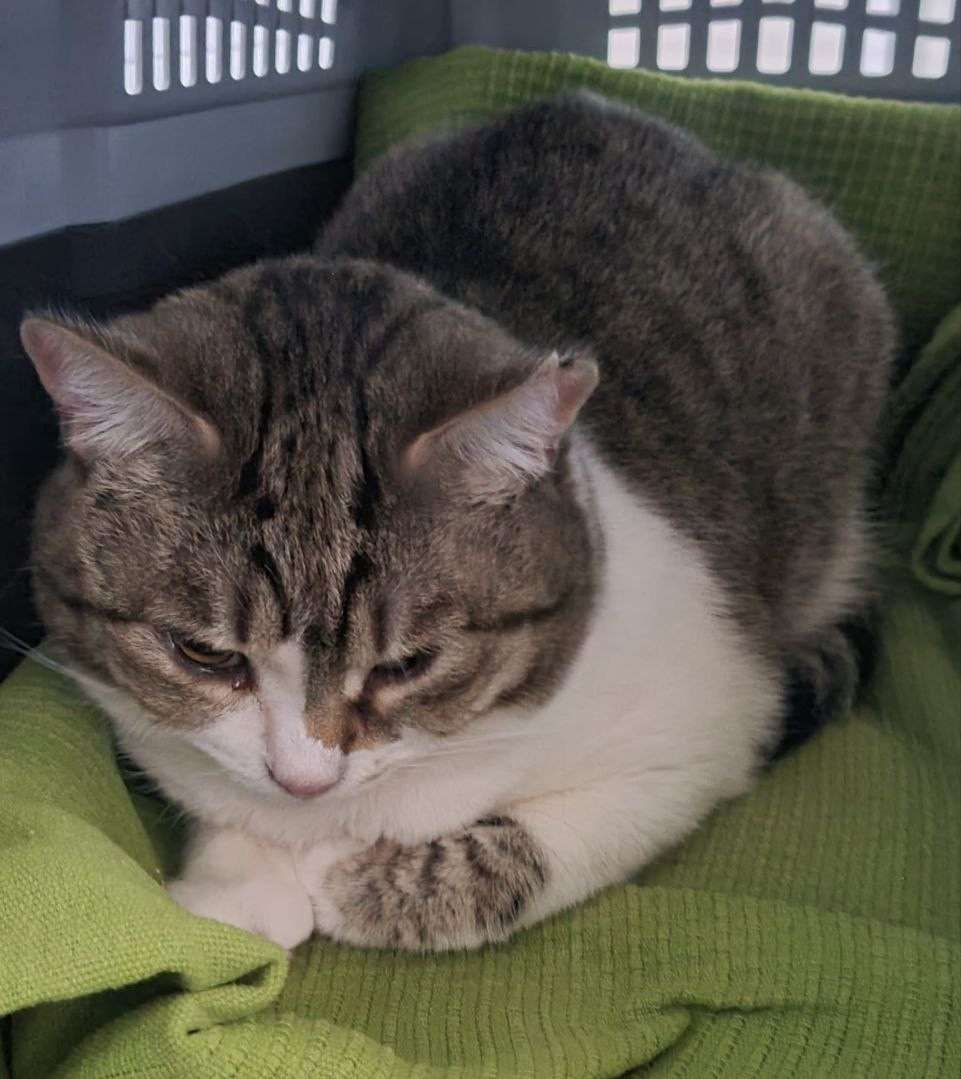 Муся едет в новую жизнь