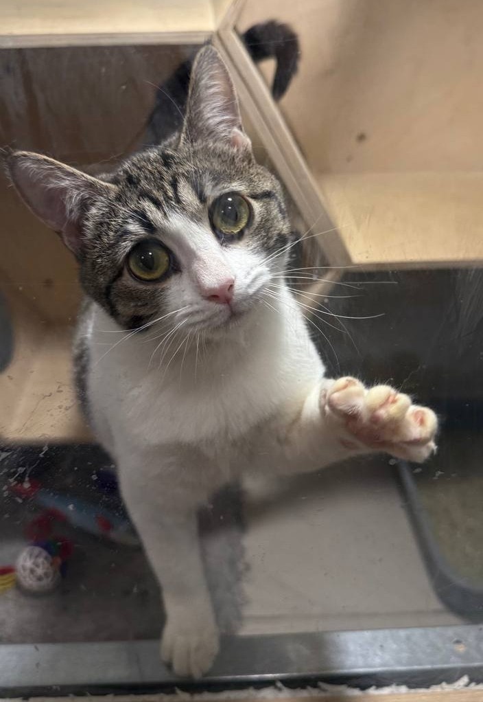 Мари чудесна