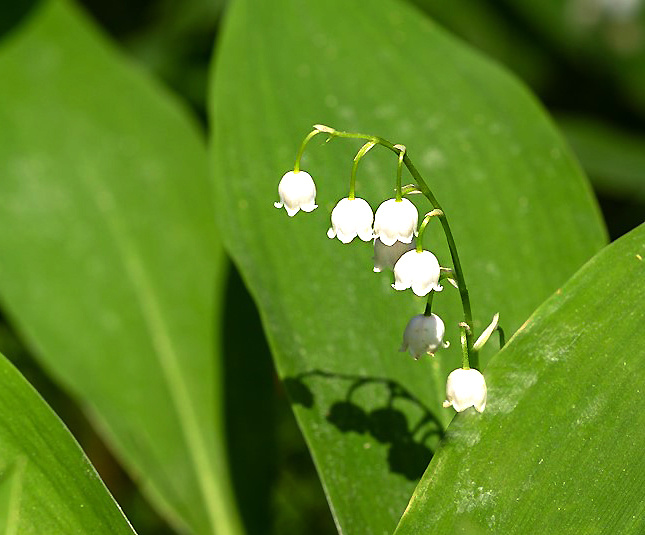 ландыш майский