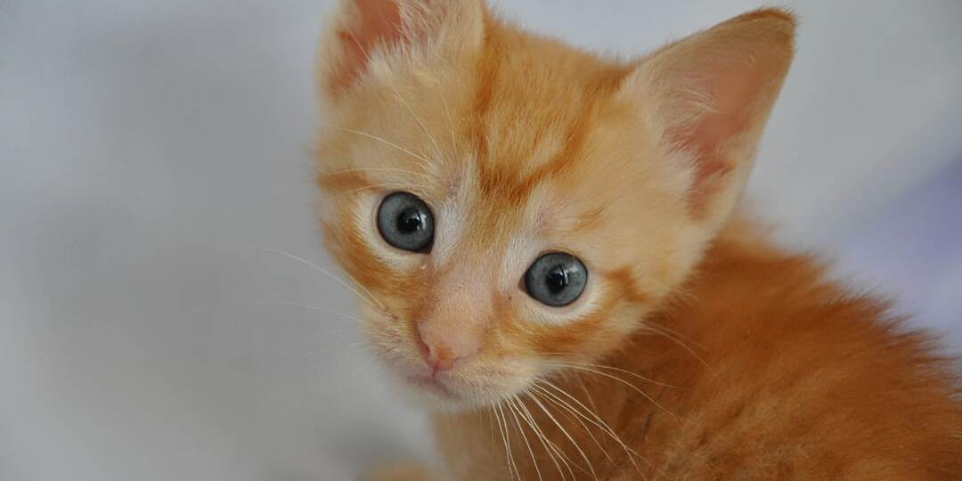 Новорождённые котята под ёлкой. История одного спасения.