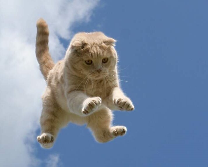 Кошки не птицы! Летать не умеют!