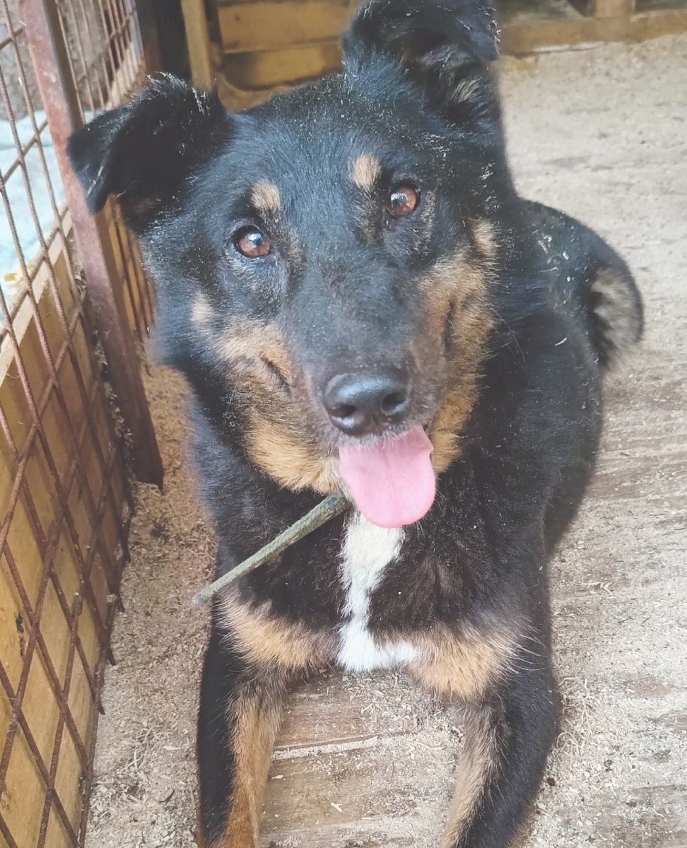 Красавчик Джой