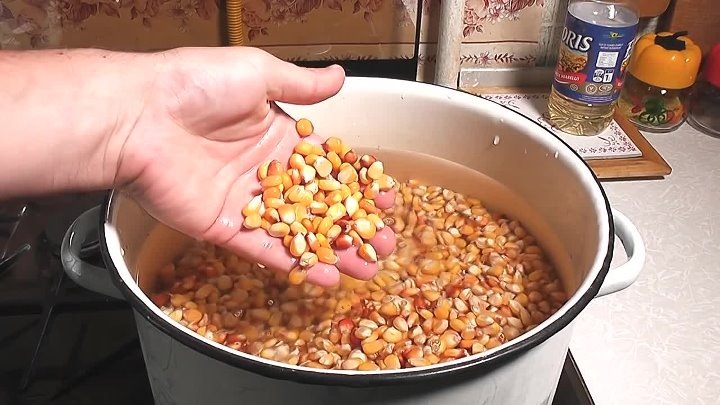 Пареная пшеница для рыбалки 