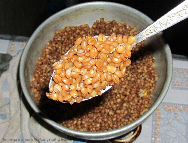 Пареная пшеница для рыбалки 