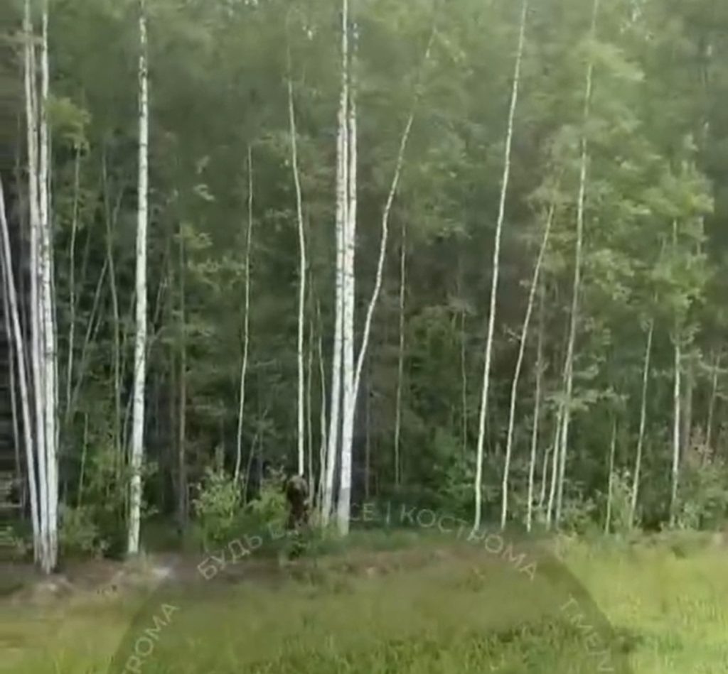    Будь в курсе Кострома