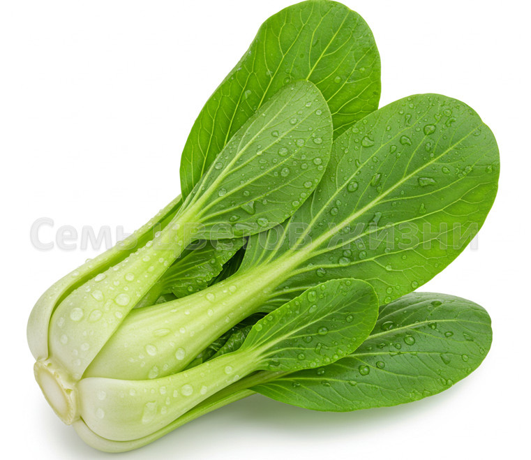 Знакомьтесь- капуста бок чой