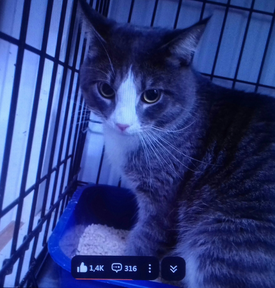 Котик,которого подбросили  в приют " Золотое сердце".