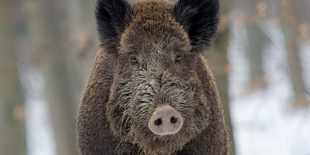 Почему кабан не готов становиться домашней свиньёй