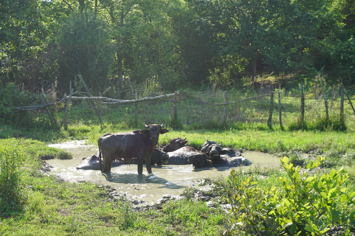  буйволы купаются в луже