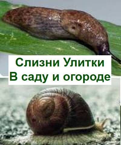 улитки и слизни вредители