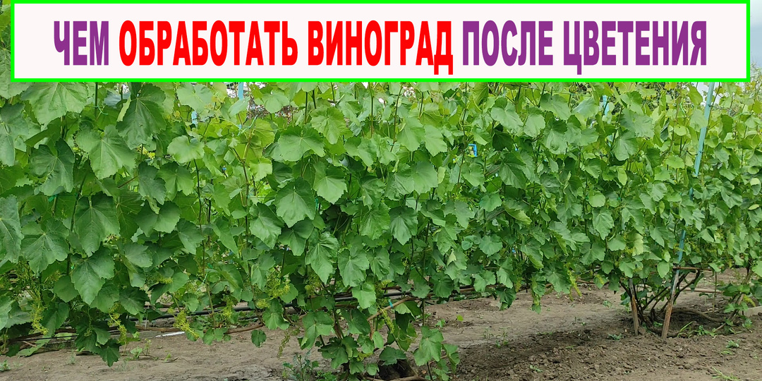 Сделай это обязательно сразу после цветения винограда. Третья обработка винограда от болезней.