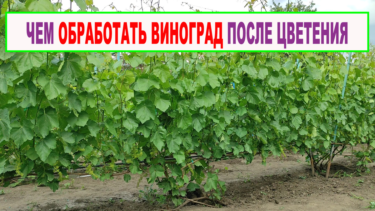 Виноград в конце цветения.