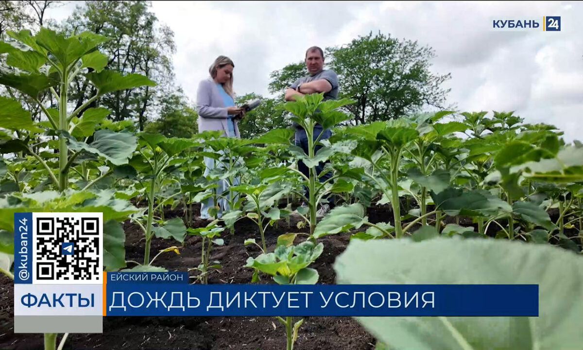    Видео канала «Кубань 24»