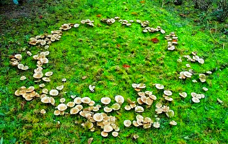 Ведьмины круги. Автор: https://dzen.ru/krasnayapapka