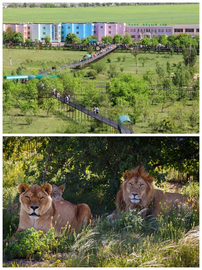 Длина обзорных мостов над сафари-парком составляет более 1 км.
