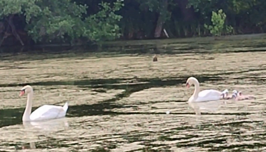    В Бузулукском бору у пары лебедей появилось потомство
