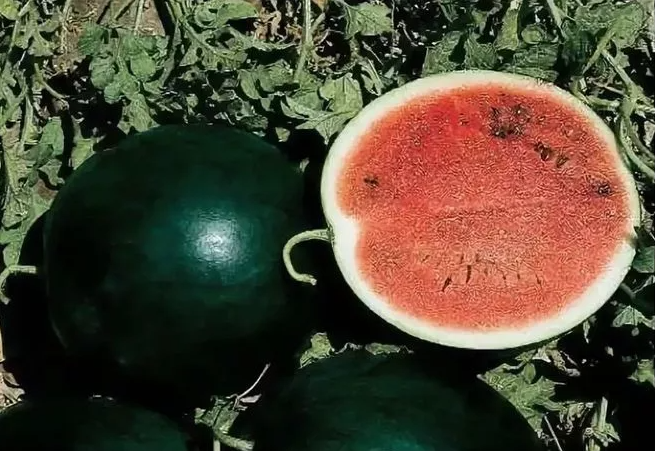 Сорт арбуза "Огонек"