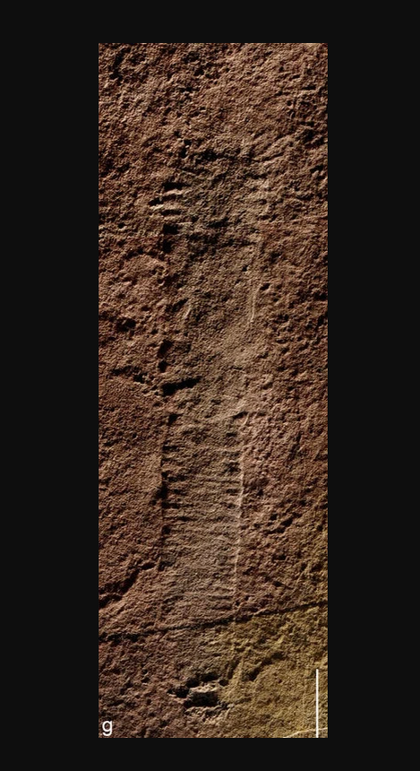 Окаменевший образец из Китая.