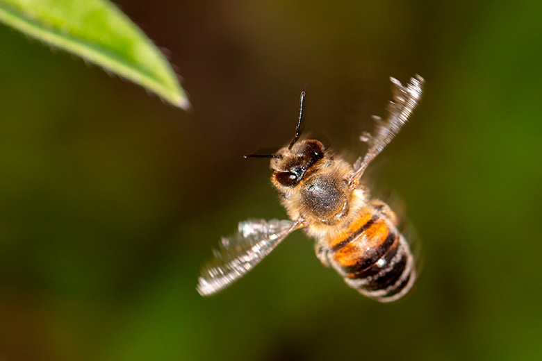    Shutterstock/FOTODOM