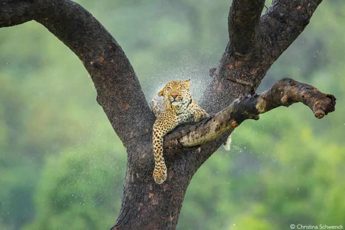    Победитель в номинации «Фотограф года 2025»,  пробуждение промокшего от ночного дождя леопарда, Национальный парк Крюгера, Южная Африка  / © Christina Schwenck