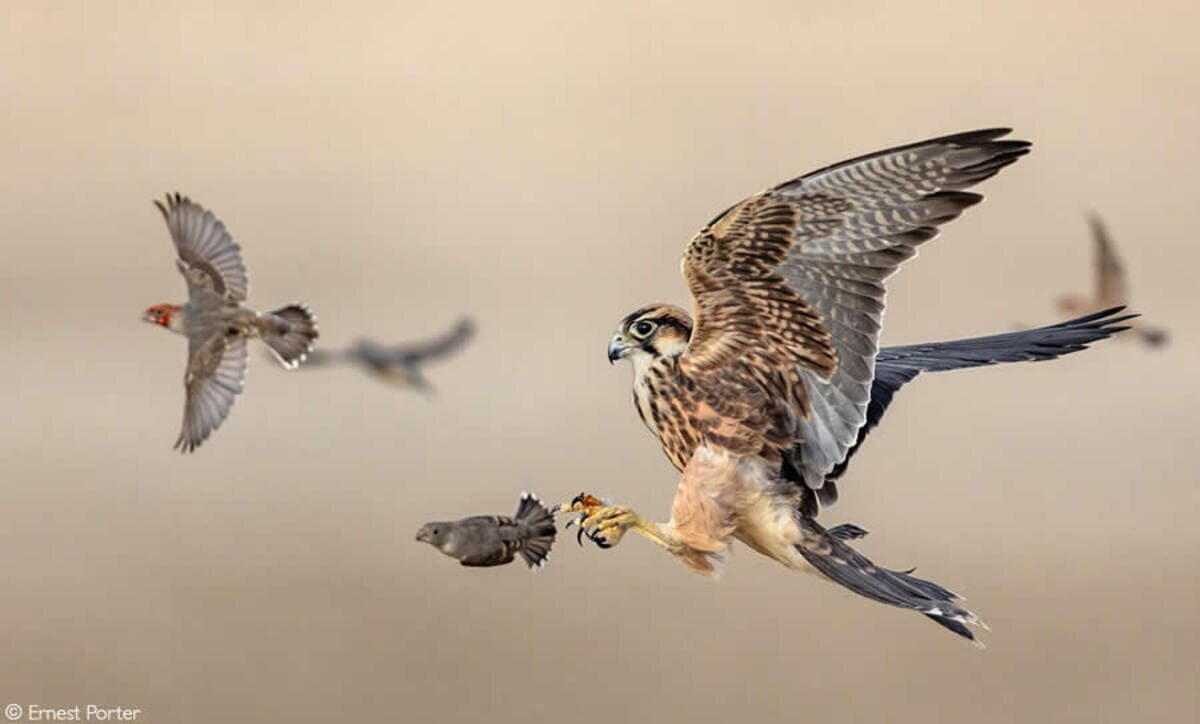    Снимок, занявший второе место, промах молодого средиземноморского сокола, который пытаясь поймать красноголового зяблика, Трансграничный парк Кгалагади, Южная Африка / © Ernest Porter